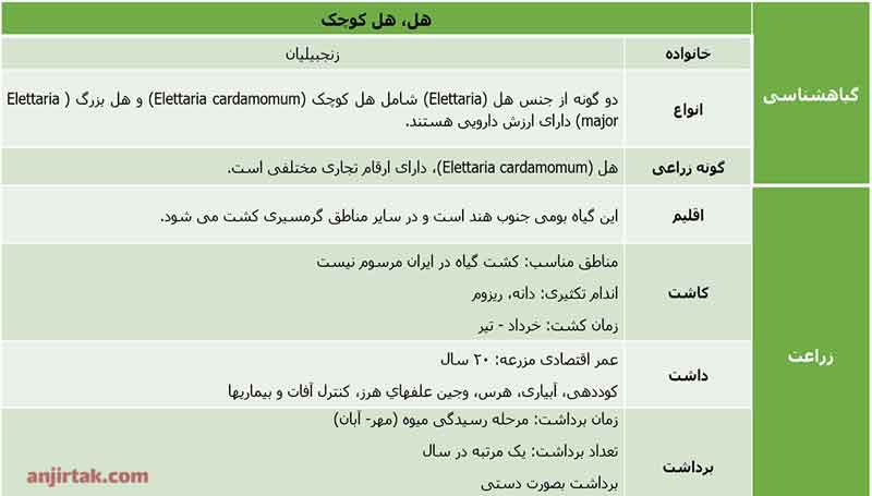 خواص هل برای سرماخوردگی و سرفه (1)